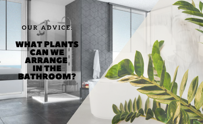 What plants can we arrange in the bathroom?